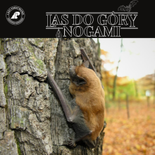 Las do góry nogami